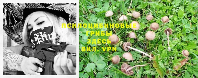 Галлюциногенные грибы Psilocybe  Красноперекопск 